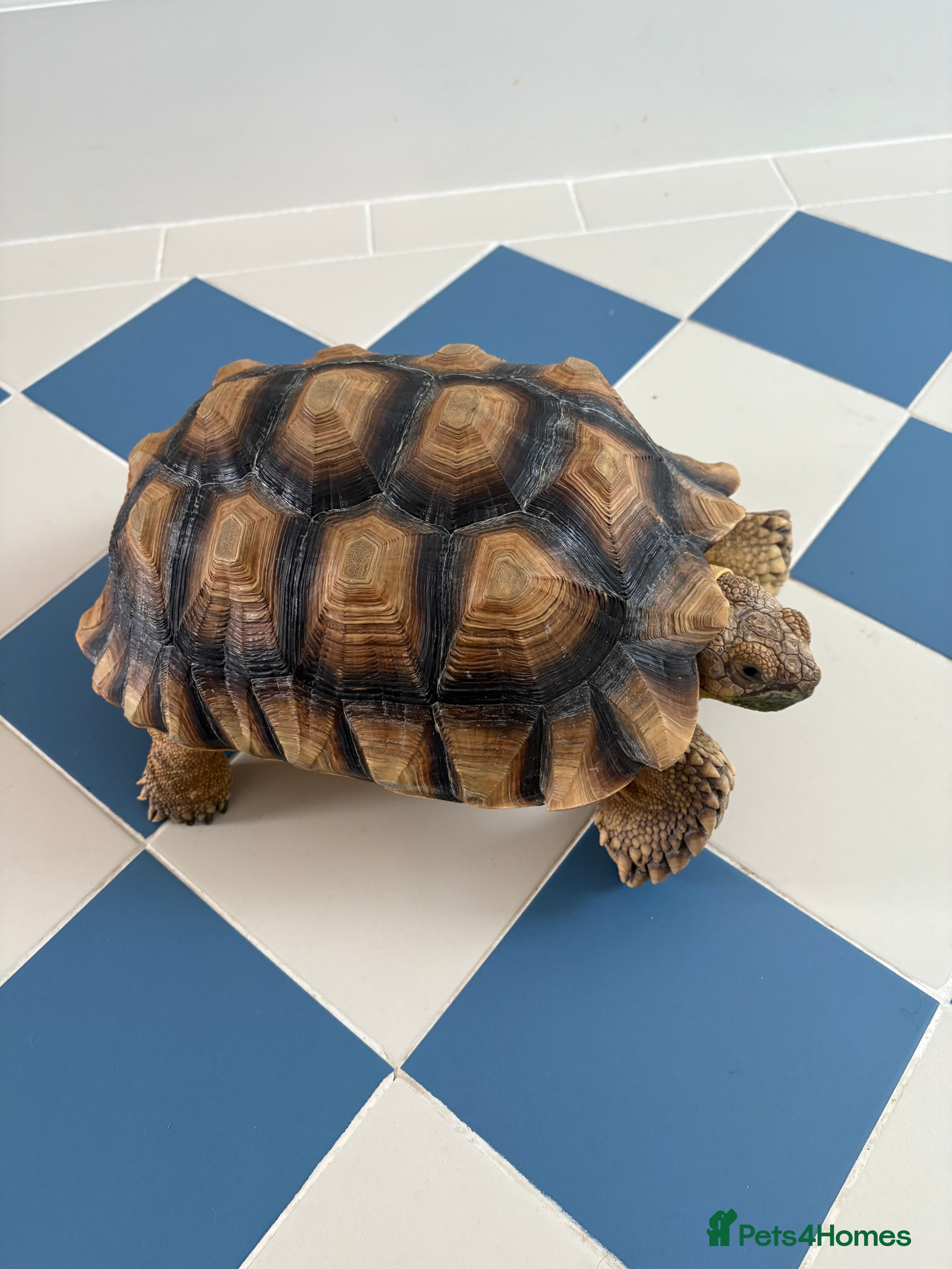 Tortoise reptiles African Spurred (Sulcata) Tortoise – Private Sale - Advert 1