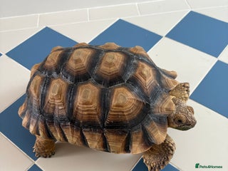 Tortoise reptiles African Spurred (Sulcata) Tortoise – Private Sale - Advert 1