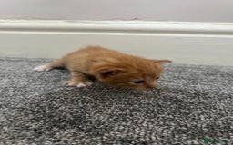 Mixed Breed cats for sale: Gorgeous kittens for sale - Image 20