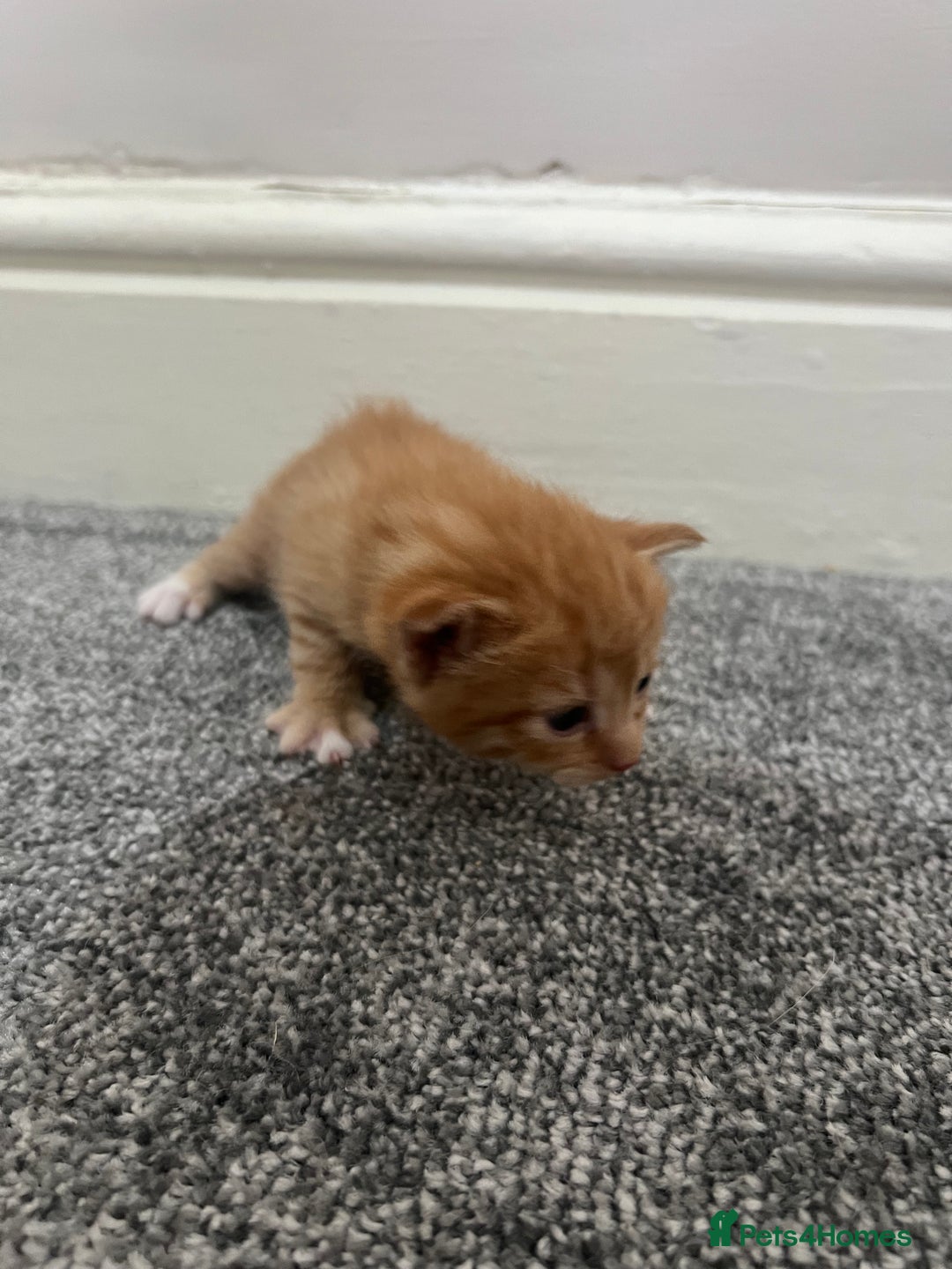 Mixed Breed cats for sale: Gorgeous kittens for sale - Image 20
