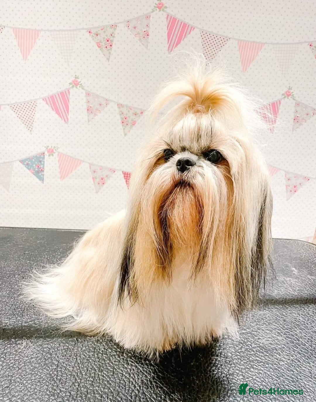 Shihpoo dogs for sale: Shihpoo babies  - Advert 1