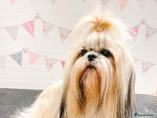 Shihpoo dogs Shihpoo babies - Advert 1