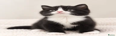 British Shorthair 3