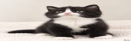 British Shorthair cats for sale: Beautiful & Healthy British Shorthair Kittens - Advert 18