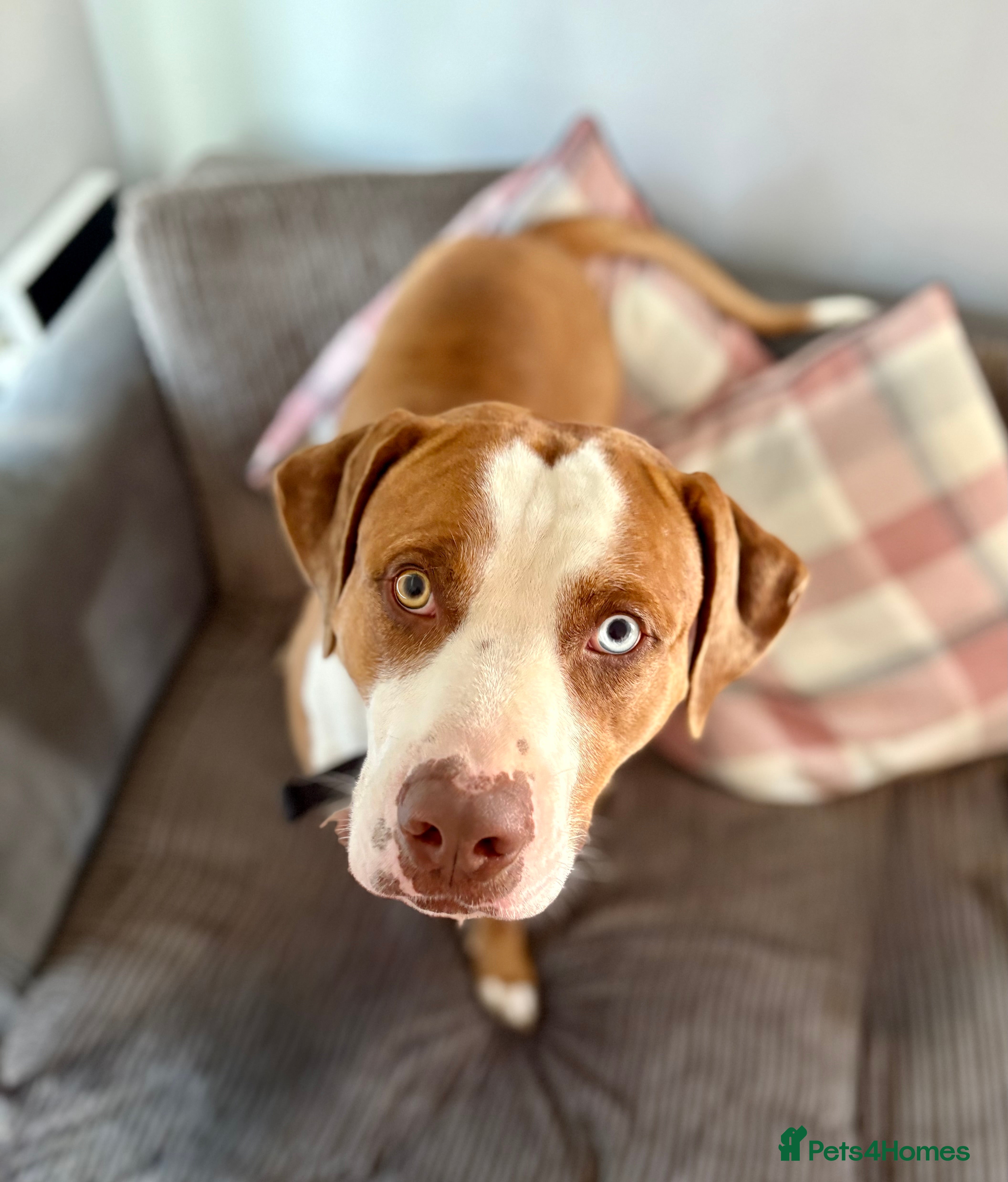 Mixed Breed dogs 💙Urgent for his forever home💙 - Advert 1