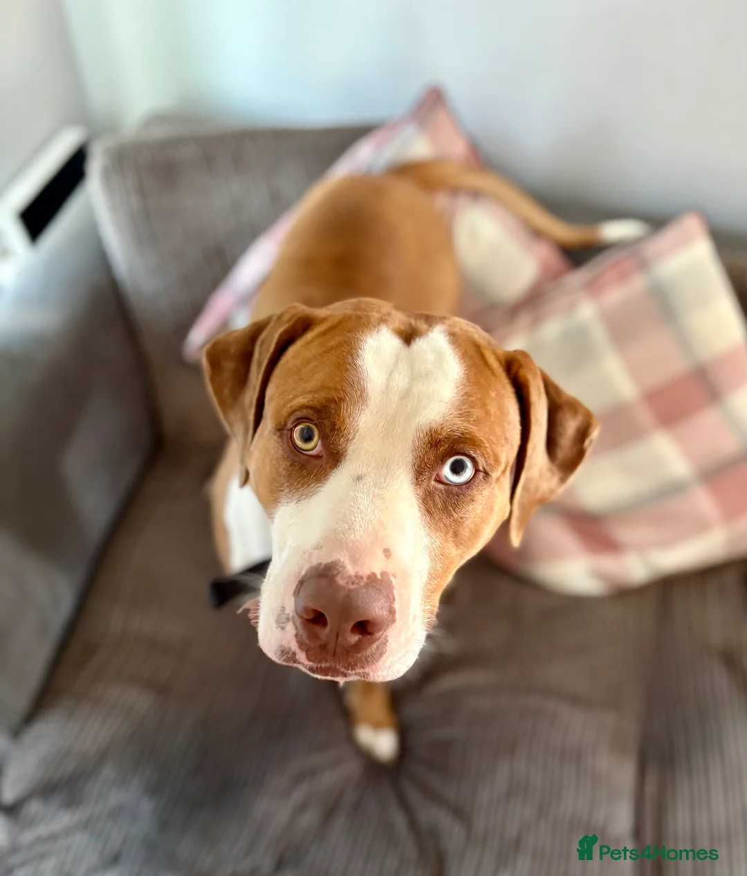 Mixed Breed dogs for sale: 💙Urgent for his forever home💙 - Advert 1