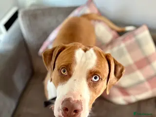 Mixed Breed dogs 💙Urgent for his forever home💙 - Advert 1