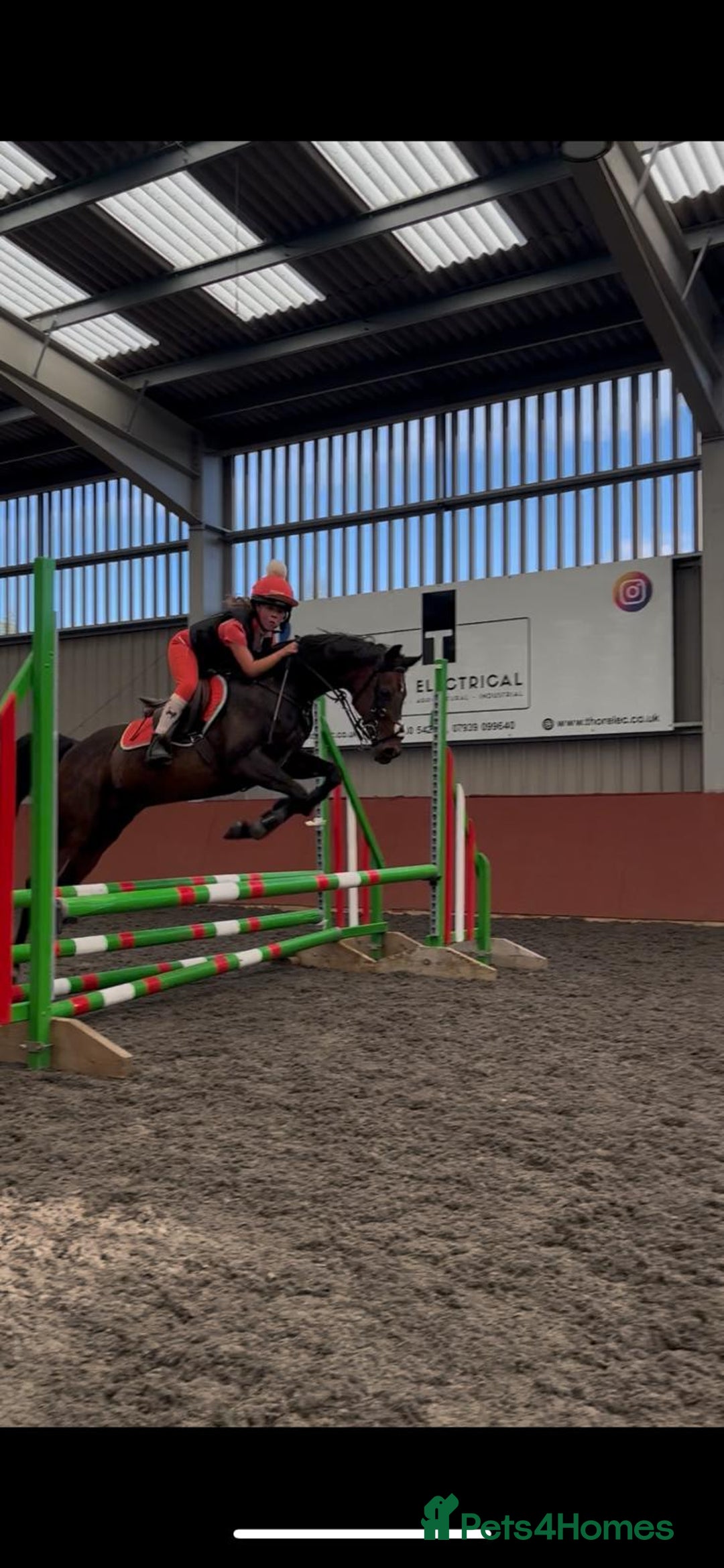 Arabian horse horses for sale: Part Bred 14.2hh Arab alrounder - Image 8