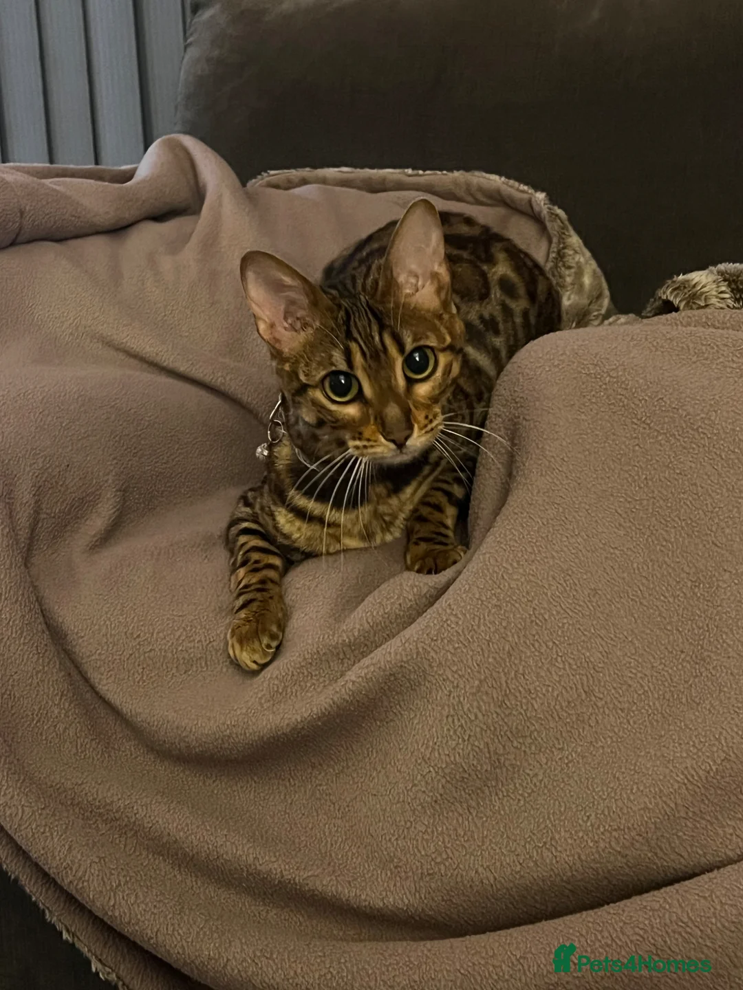 Bengal cats for sale: 1 year old female Bengal - Advert 9