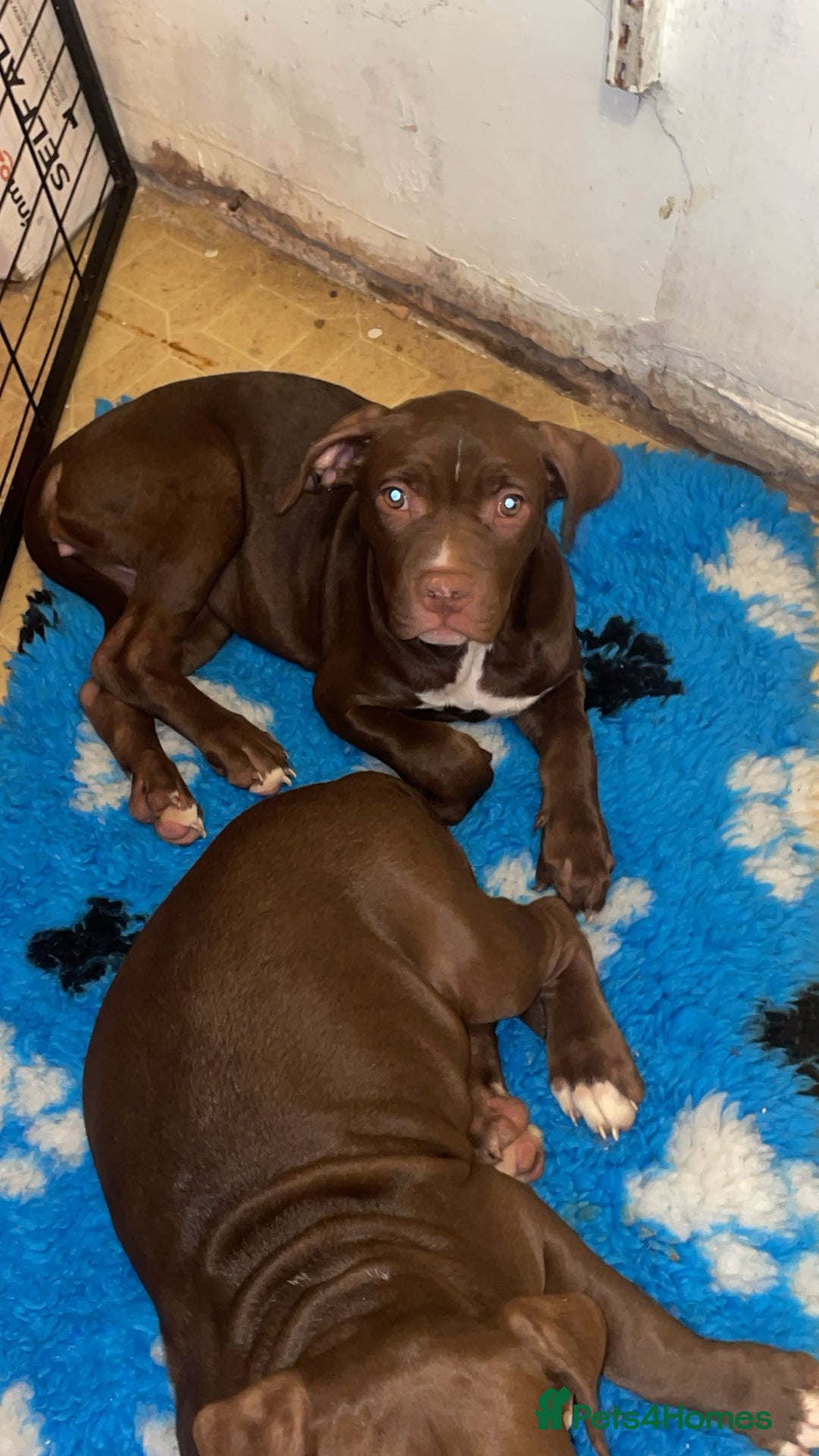 Mixed Breed dogs for sale: 2 gorgeous girls left - Advert 3