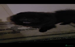 Chow Chow dogs for sale: Chow chow - Advert 3