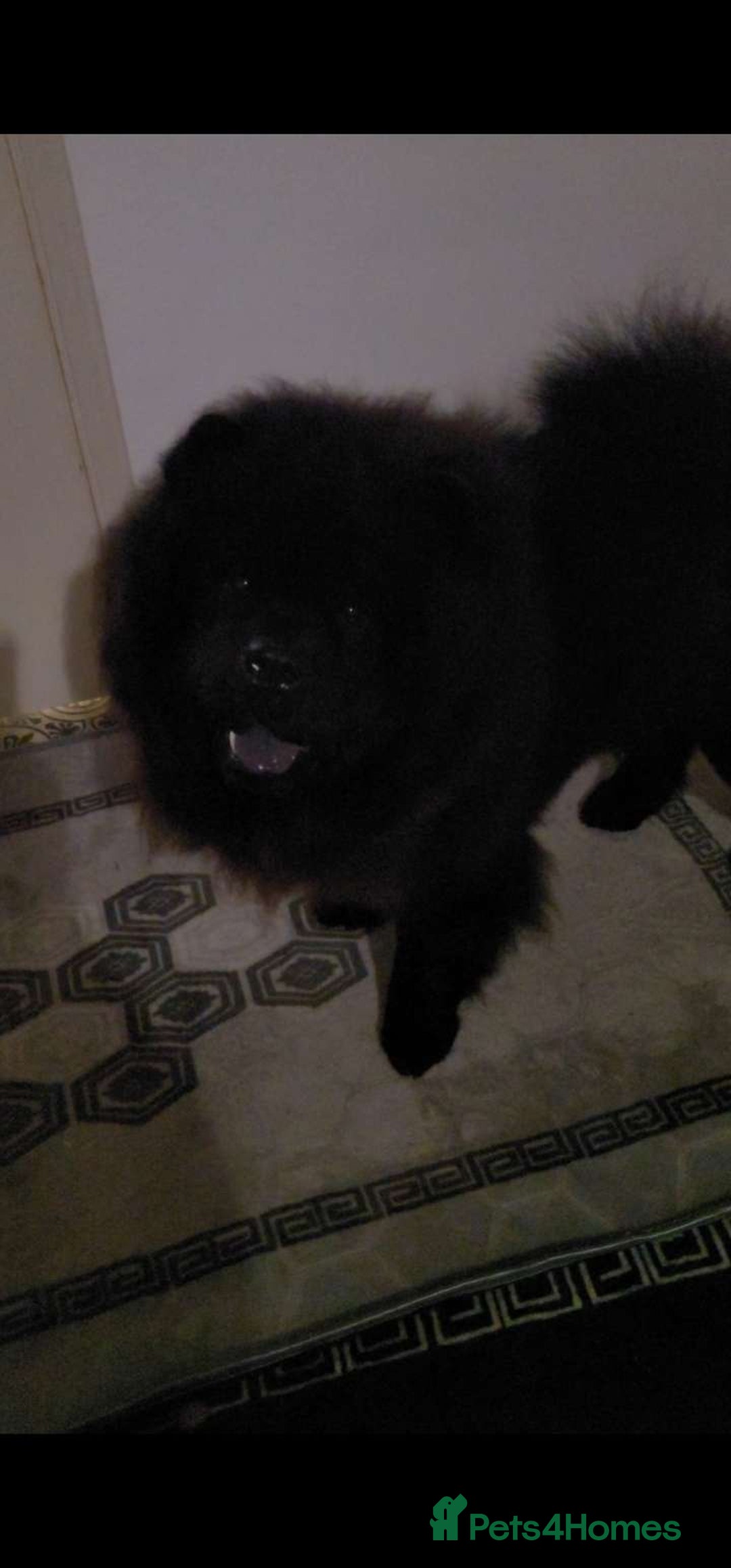 Chow Chow dogs for sale: Chow chow - Advert 3