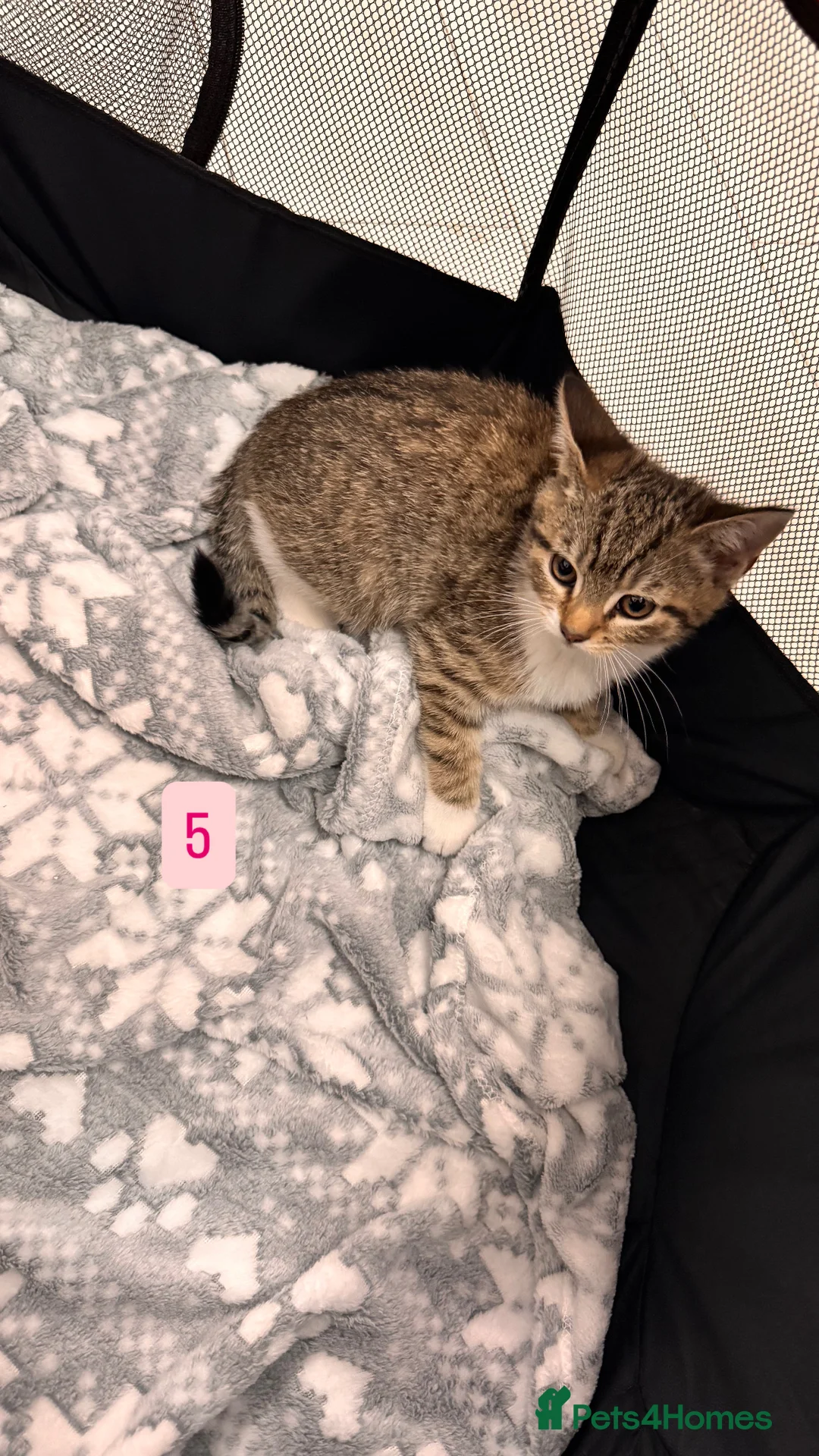 Mixed Breed cats for sale: Tabby Kittens available  - Advert 16