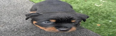 Rottweiler 4