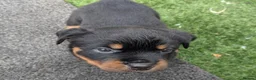Rottweiler dogs for sale: Territory-Smart Tails & Watchful Souls-Rottweilers in Northampton - Advert 13