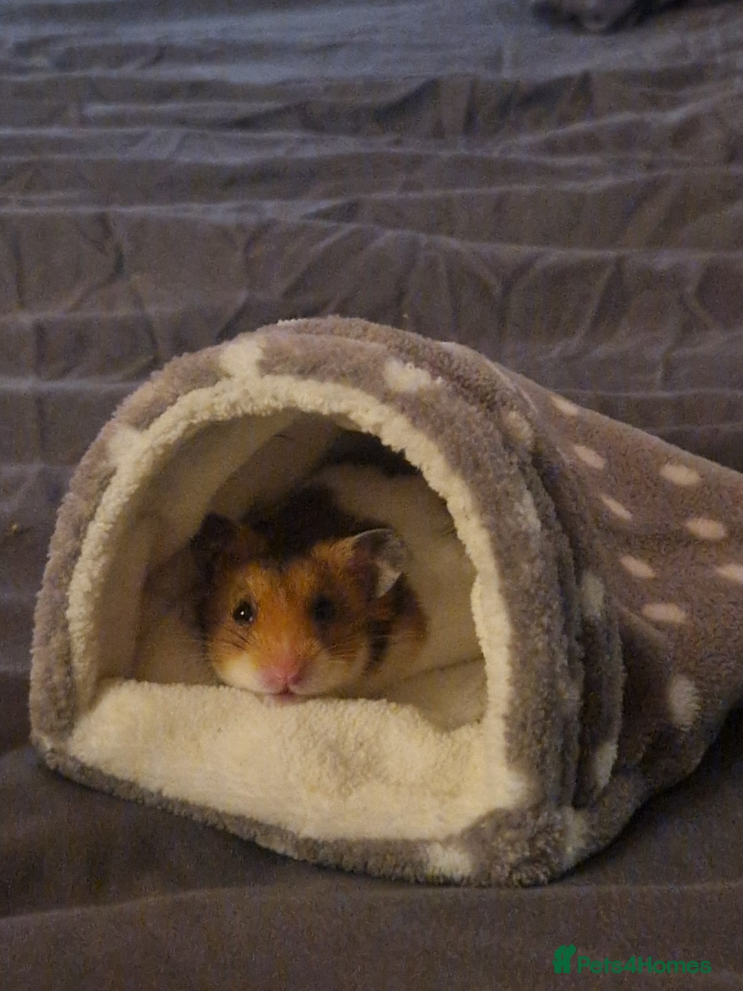 Hamster rodents for sale: Very friendly teddy bear hammy - Advert 4