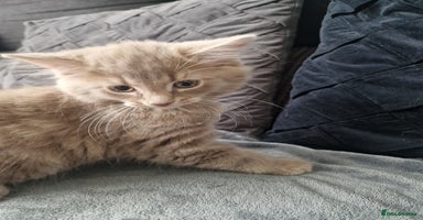 Maine Coon cats - Advert 7