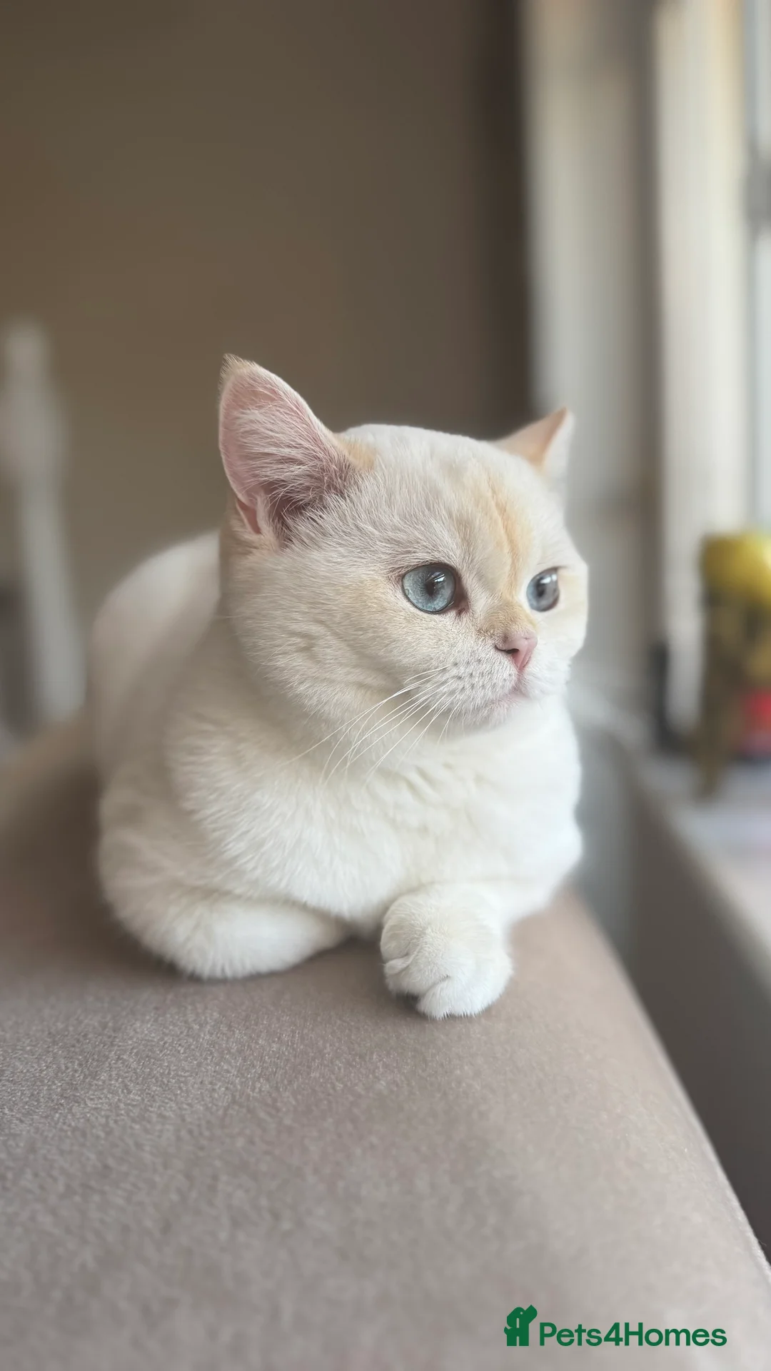 British Shorthair cats for sale: Beautiful British Shorthair Kitten Blue Eyes - Advert 8