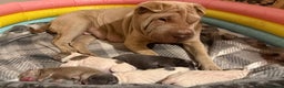 Shar Pei dogs for sale: ✨Gorgeous KC registered Sharpei Puppies for sale✨ - Advert 2