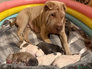 Shar Pei dogs ✨Gorgeous KC registered Sharpei Puppies for Sale ✨ - Advert 1