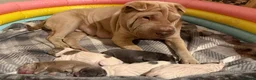 Shar Pei dogs for sale: ✨Gorgeous KC registered Sharpei Puppies for sale ✨ - Advert 3