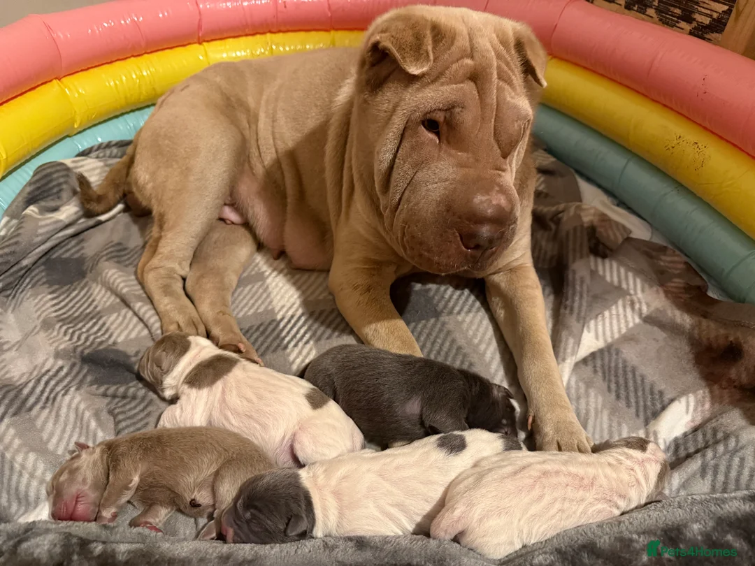 Shar Pei dogs for sale: ✨Gorgeous KC registered Sharpei Puppies for sale ✨ - Advert 3