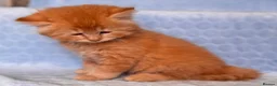 Mixed Breed cats for sale: BSH x Maine coon kittens (various prices) - Advert 22