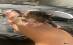 Maine Coon cats for sale: Beautiful kittens for sale  - Image 8