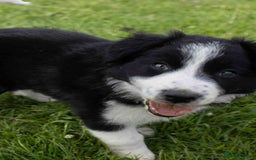Border Collie dogs for sale: Border Collie Pups N/Wales - Image 6
