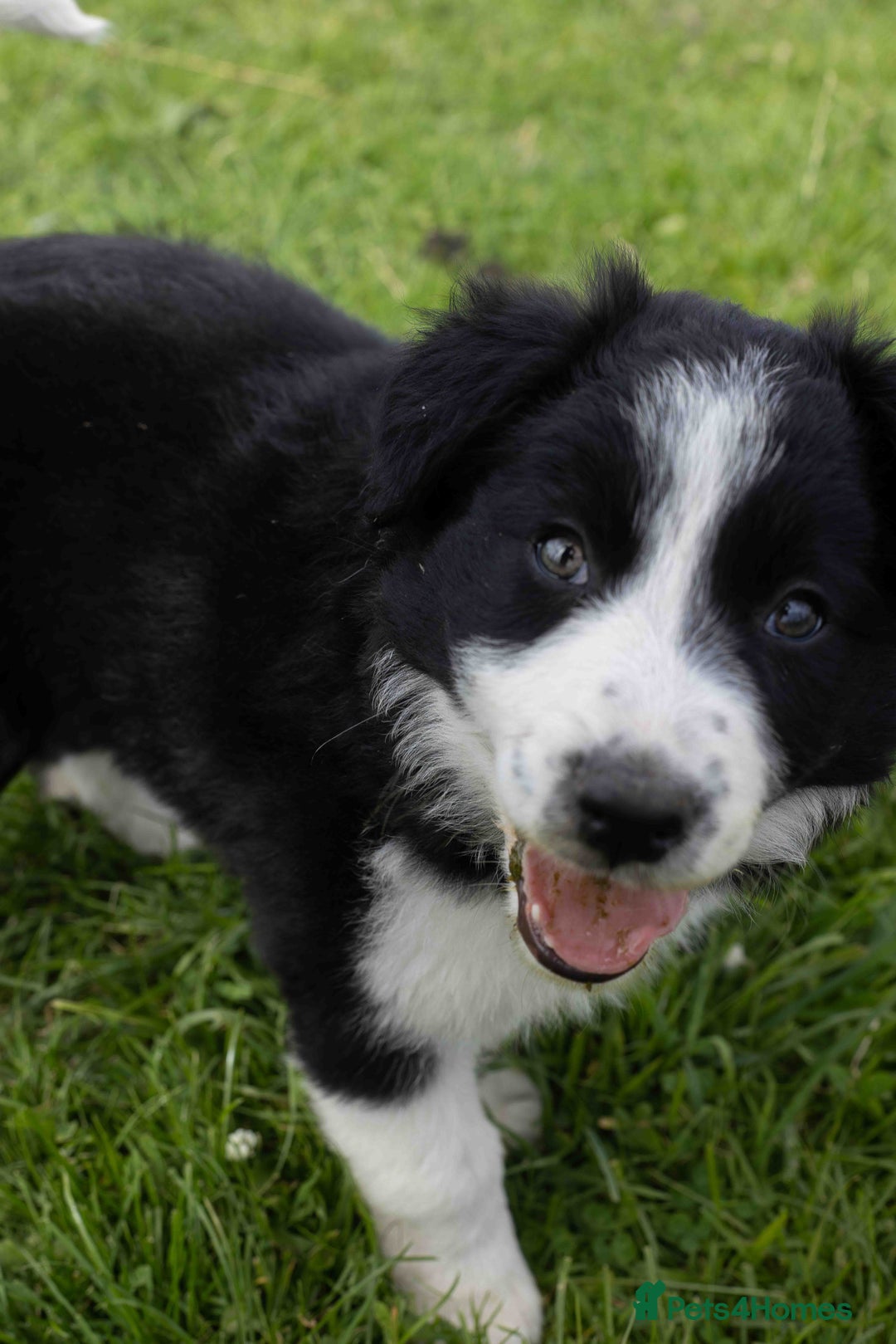 Border Collie dogs for sale: Border Collie Pups N/Wales - Image 6