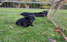 Mixed Breed dogs for sale: Labrador x Huntaway Puppies - Image 4