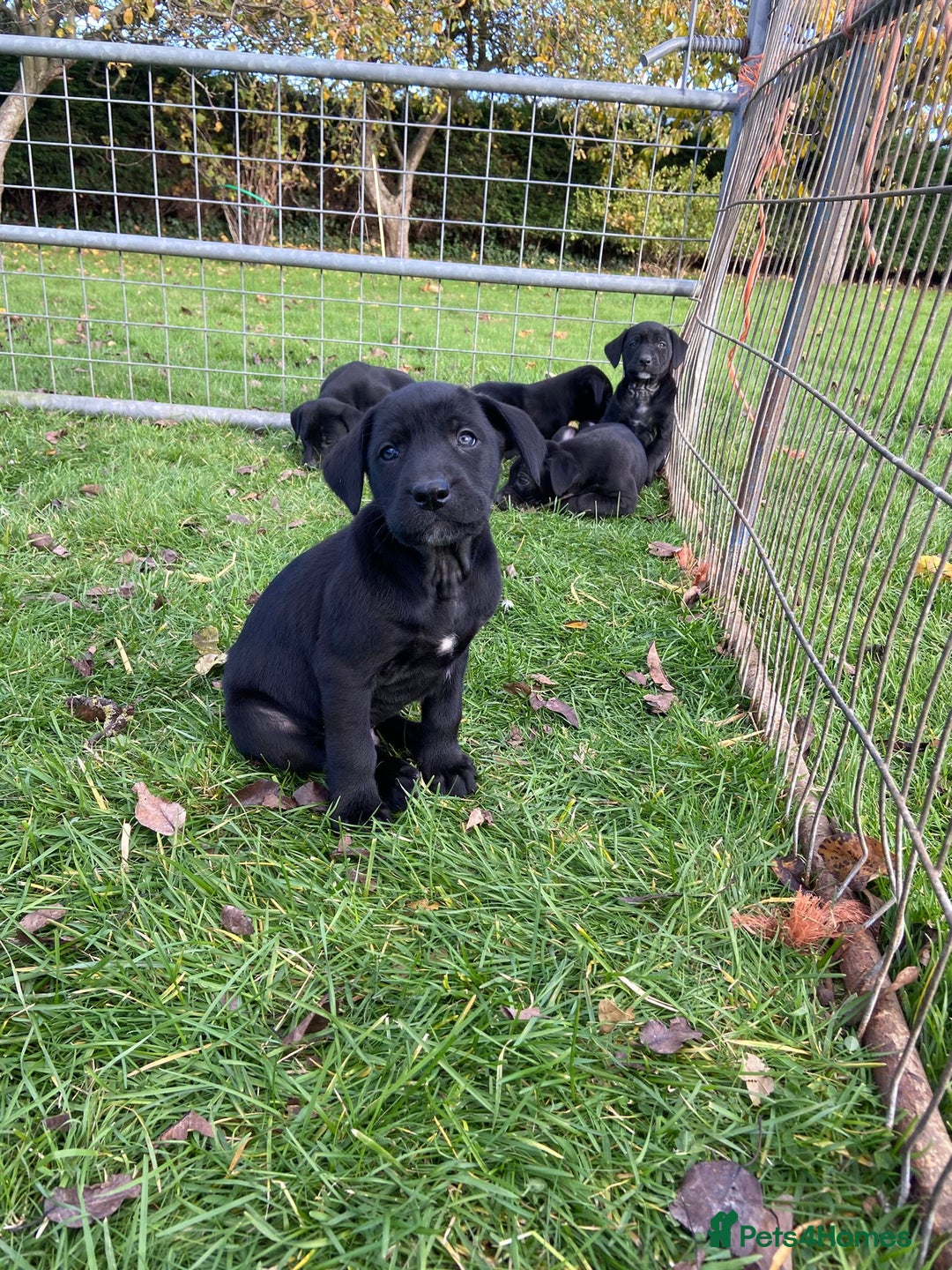 Mixed Breed dogs for sale: Labrador x Huntaway Puppies - Image 4