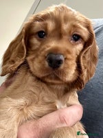 Cocker Spaniel dogs Exceptional KC Reg Working Cocker Spaniel Puppies - Advert 9