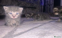 Domestic Shorthair cats for sale: Beautiful kittens  - Image 6