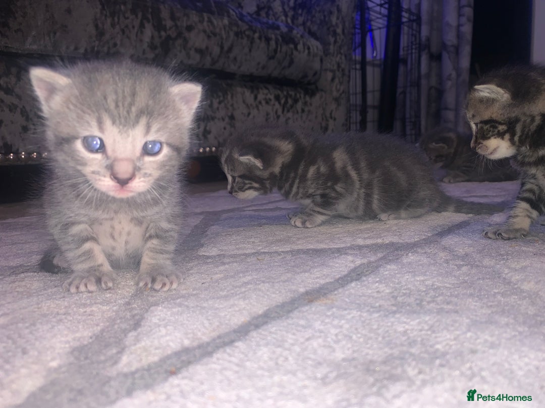 Domestic Shorthair cats for sale: Beautiful kittens  - Image 6