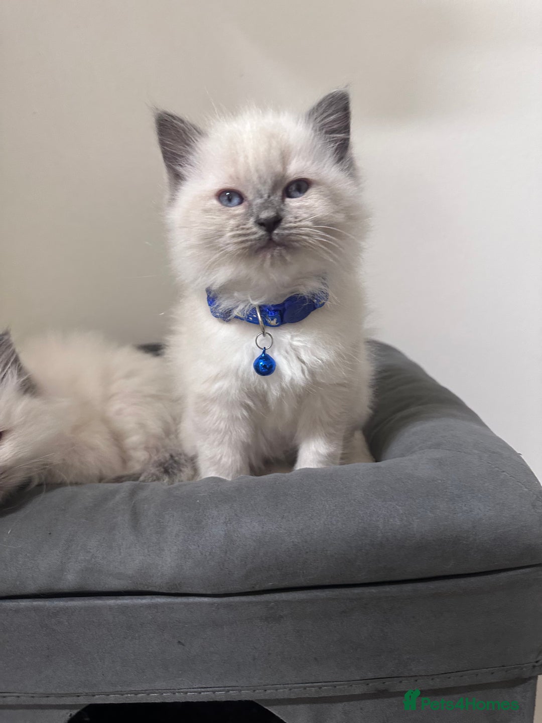 Ragdoll cats for sale: Adorable 4ragdoll Kitten Looking for a Loving Home - Advert 1