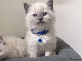 Ragdoll cats Adorable 4ragdoll Kitten Looking for a Loving Home - Advert 1