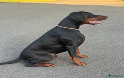 Dobermann dogs for stud: Elite European Doberman Stud – Champion Bloodlines - Image 23