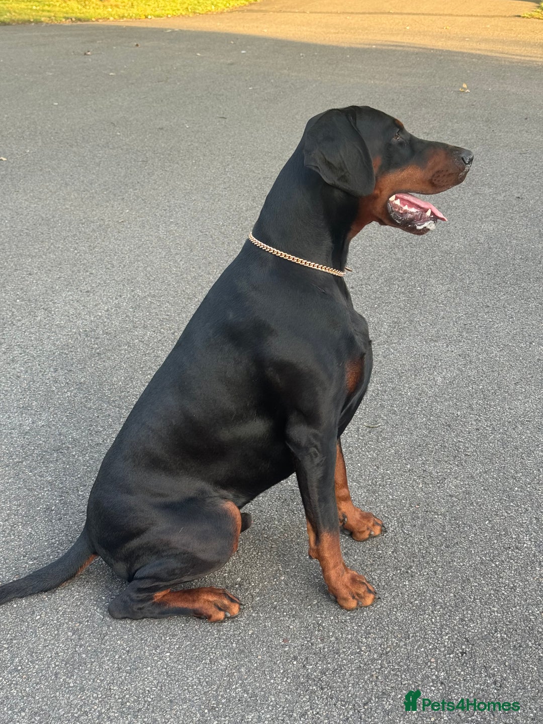 Dobermann dogs for stud: Elite European Doberman Stud – Champion Bloodlines - Image 23