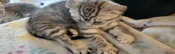Scottish Fold cats for sale: Ready to rehome schottish fold kittens - Advert 10