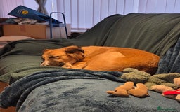 Mixed Breed dogs for sale: 3 dogs for sale - Image 2