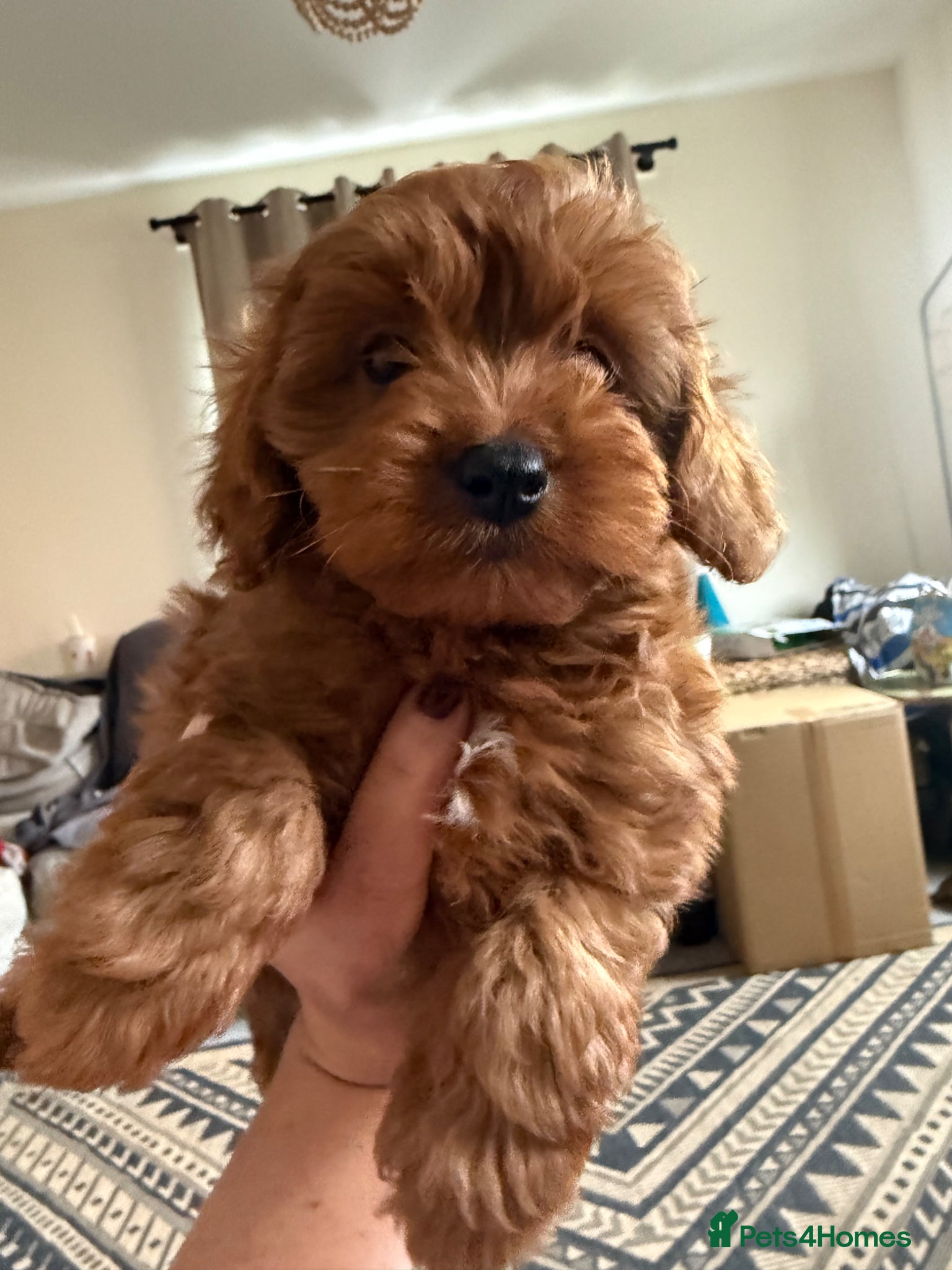 Cavapoo dogs Gorgeous cavapoo puppies - Advert 7