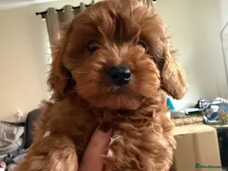 Cavapoo dogs Gorgeous cavapoo puppies - Advert 10