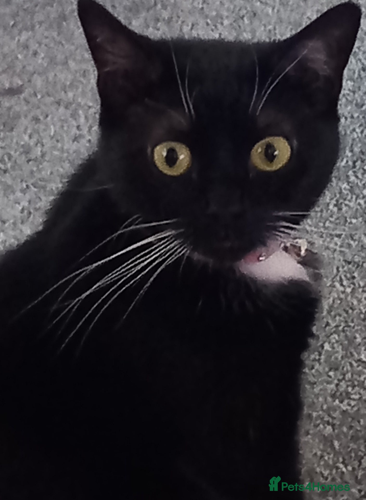 Domestic Shorthair cats Nala black and white cat - Advert 1