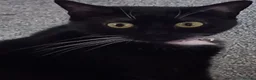 Domestic Shorthair cats for sale: Nala black and white cat in Barnsley - Advert 1