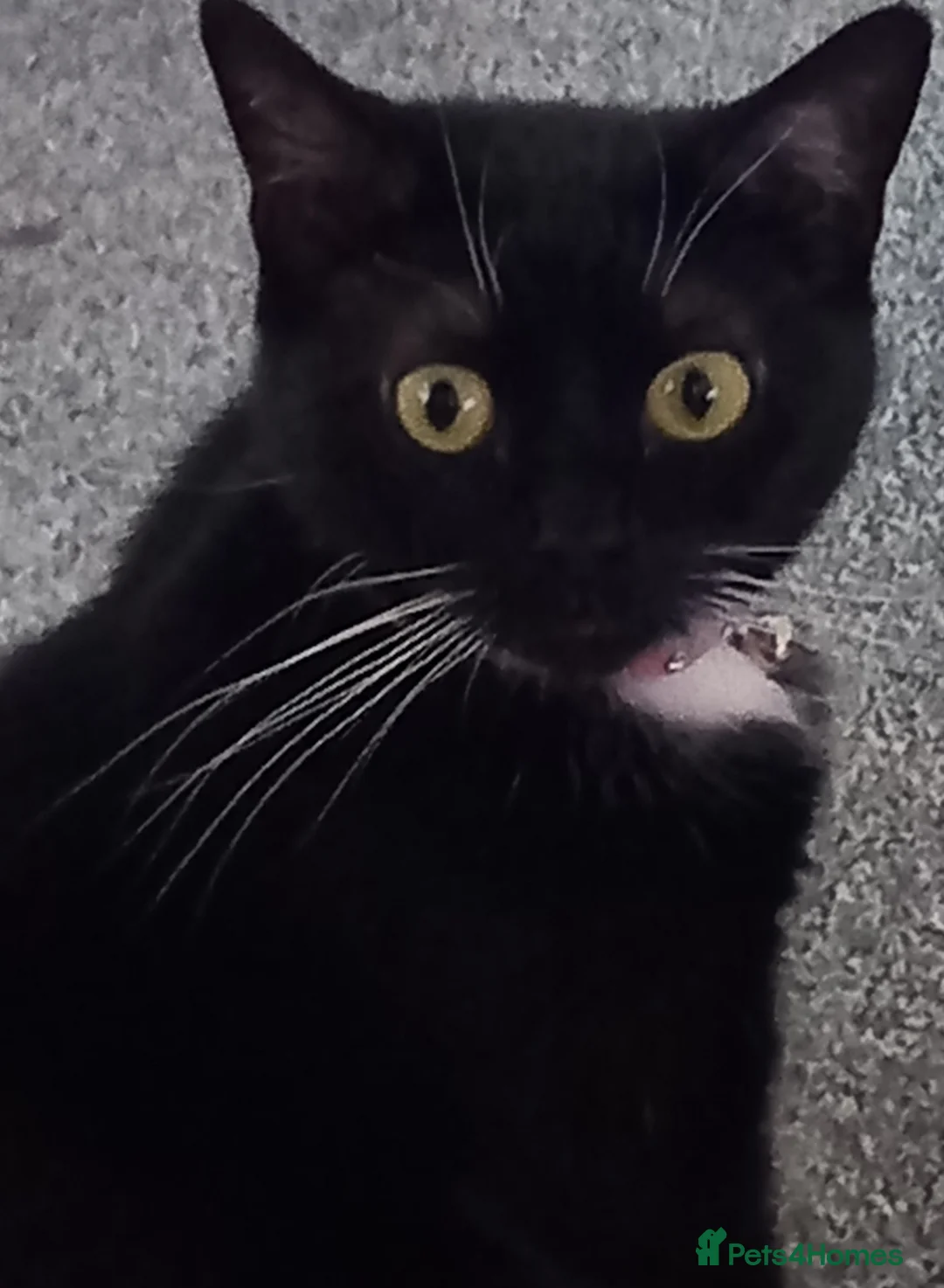 Domestic Shorthair cats for sale: Nala black and white cat in Barnsley - Advert 1