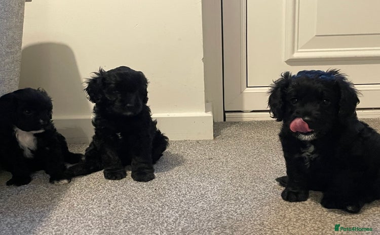 Cavapoo dogs - Advert 3