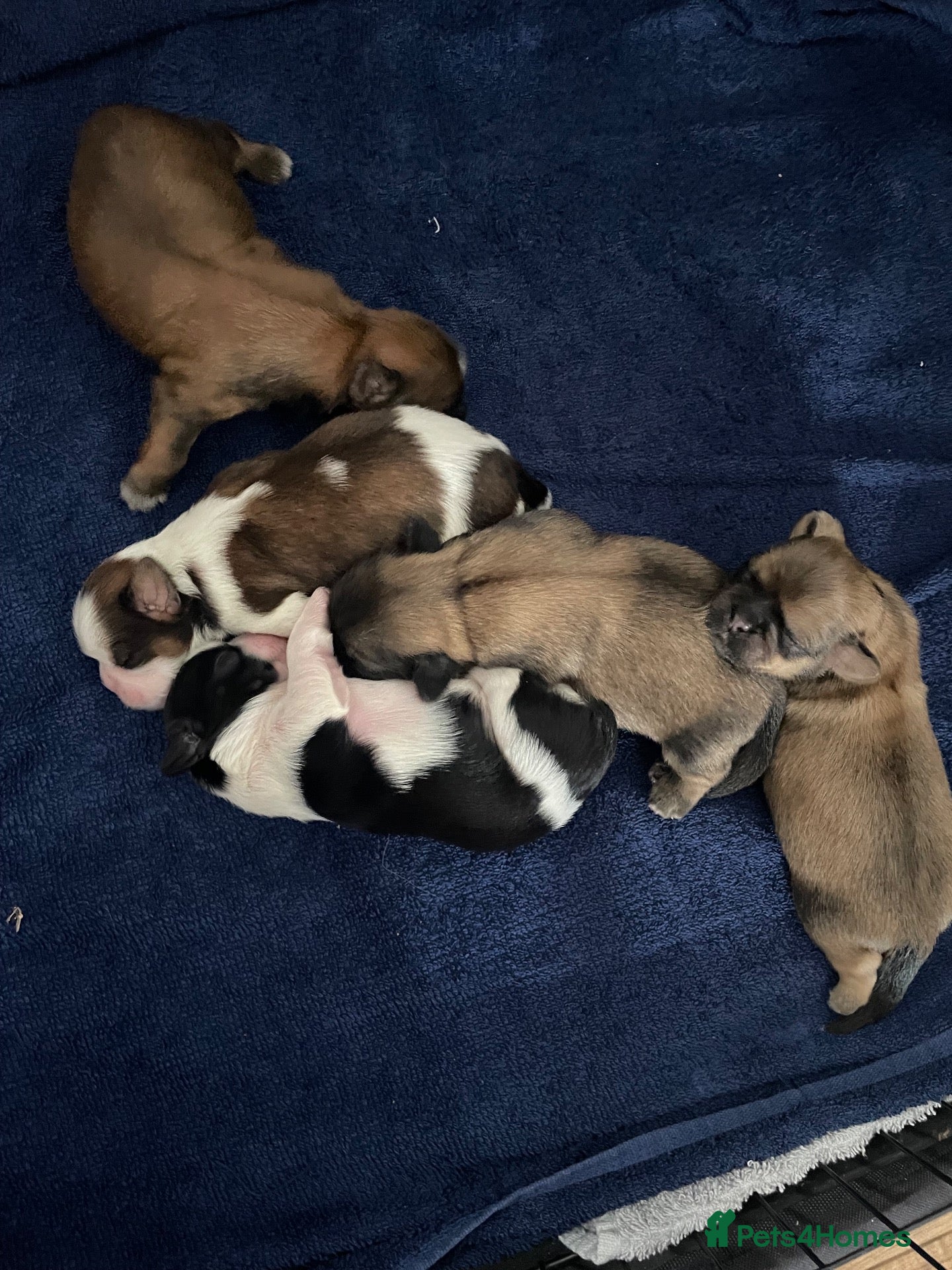 Shih Tzu dogs Beautiful Shih Tzu puppies looking for good homes - Advert 11