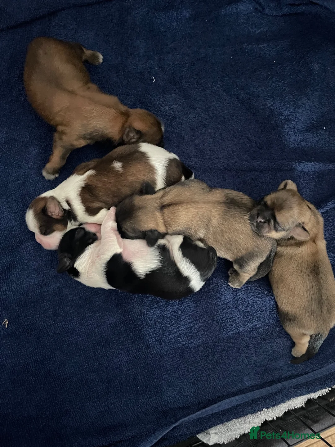 Shih Tzu dogs for sale: Beautiful Shih Tzu puppies looking for good homes in Bolton - Advert 1