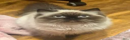 Persian cats for sale: Persian  - Advert 1
